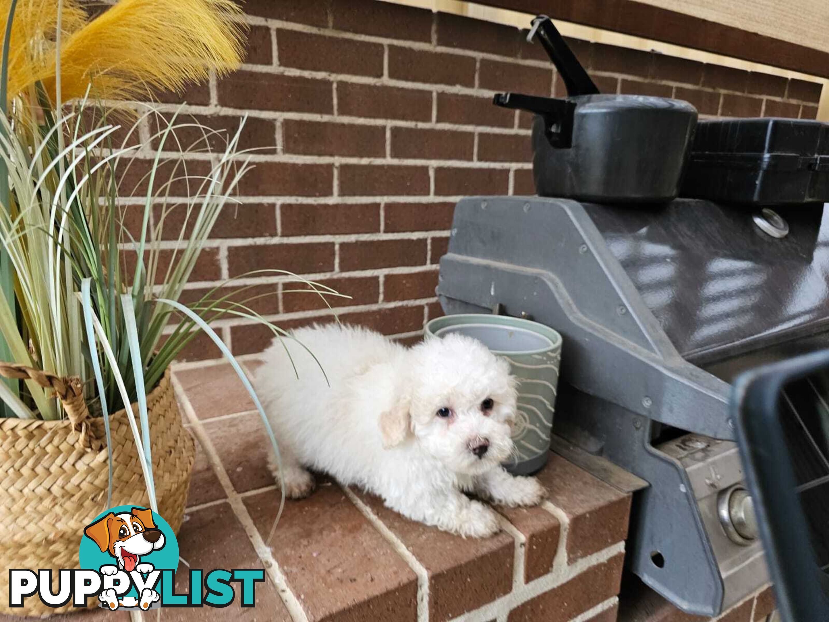 Moodle Puppy