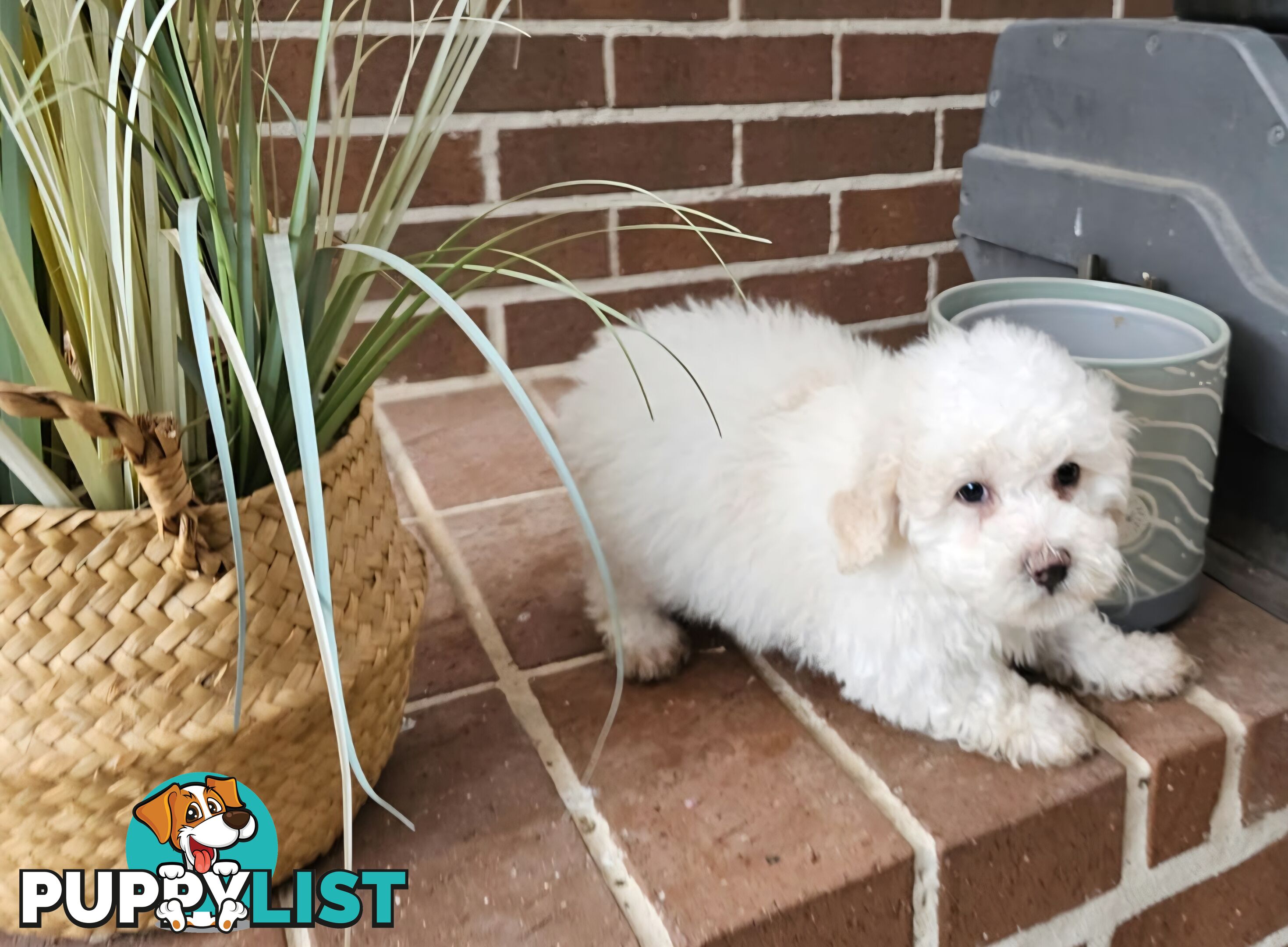 Moodle Puppy
