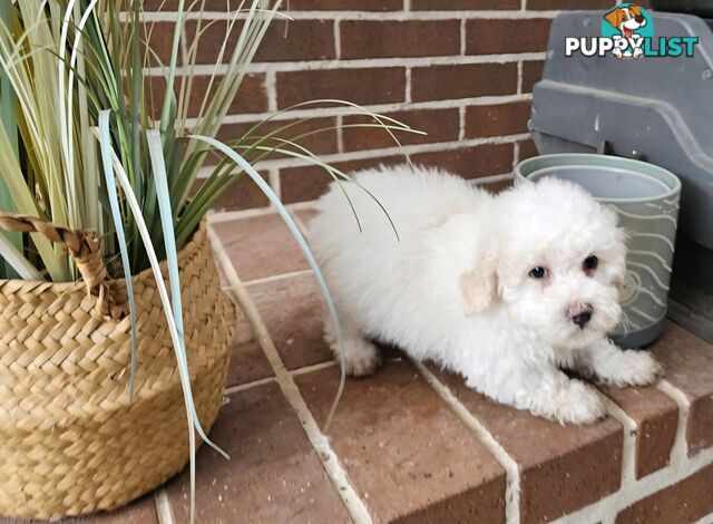 Moodle Puppy