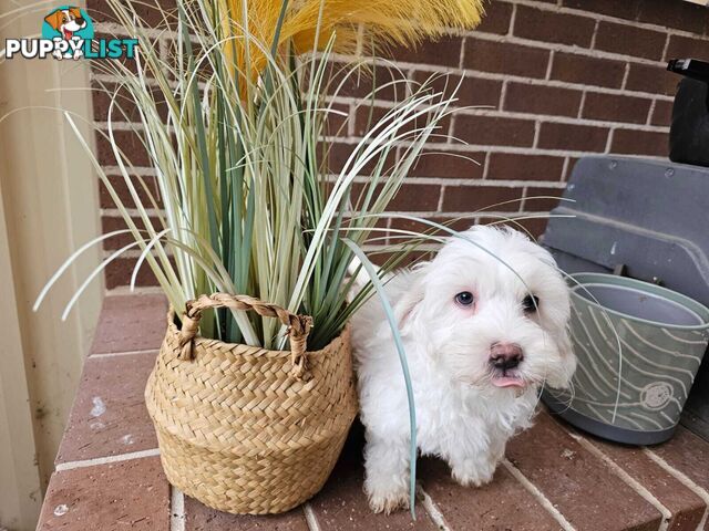 Moodle Puppy