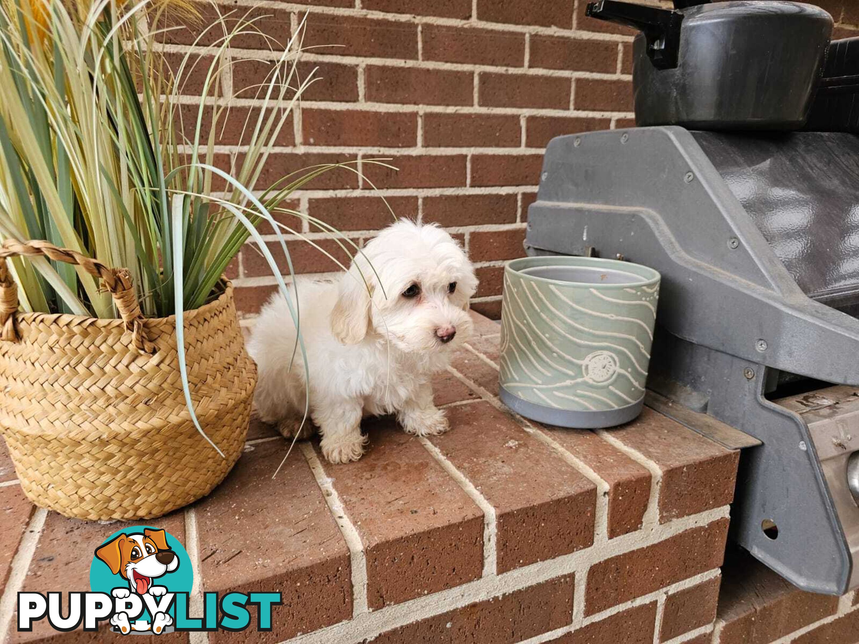 Moodle Puppy