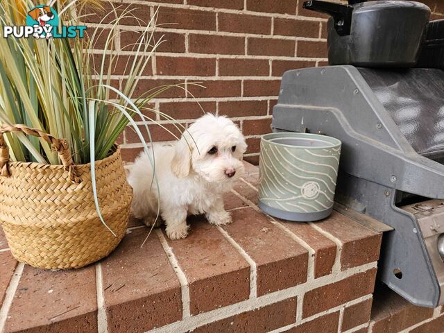 Moodle Puppy