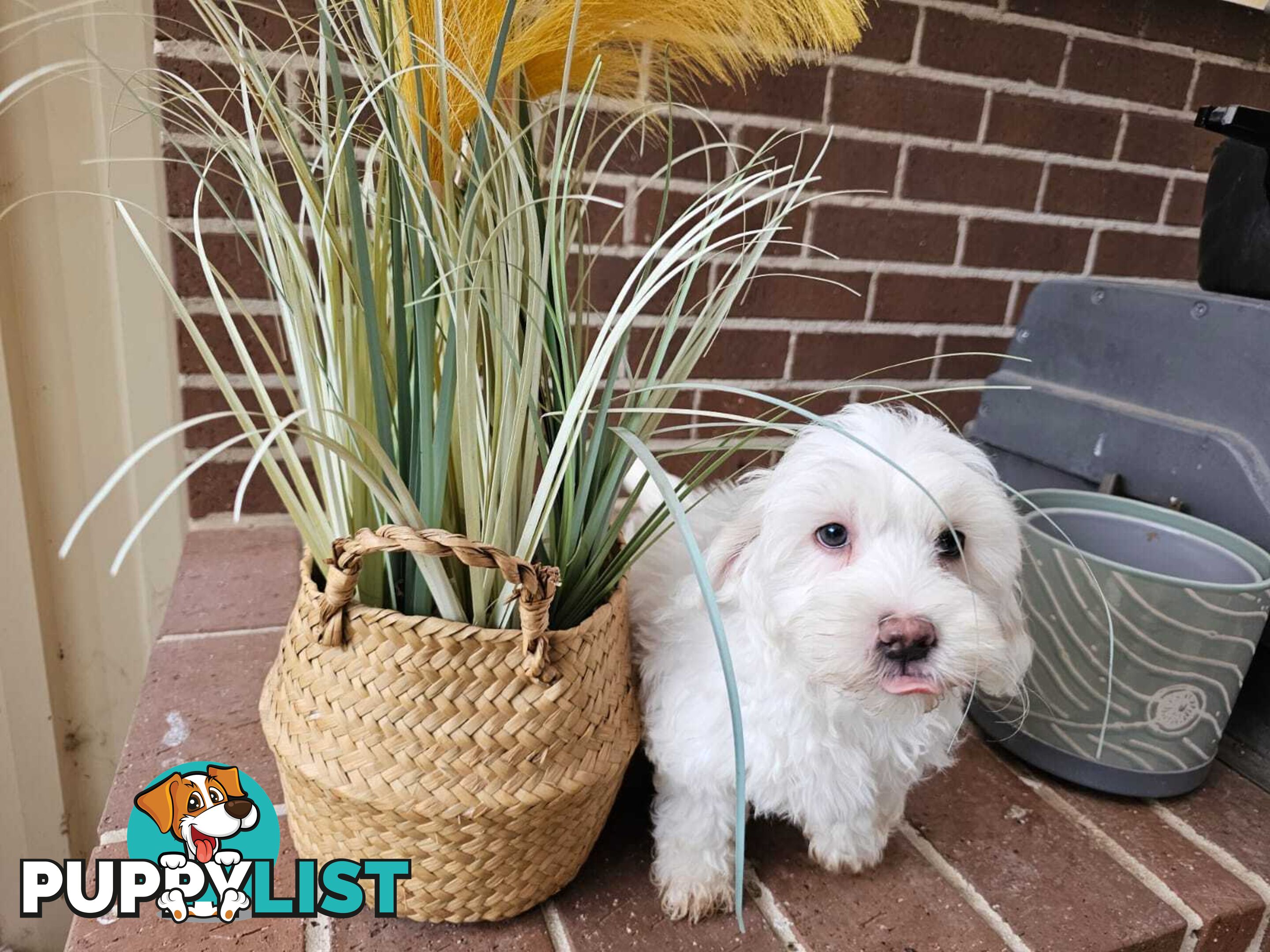 Moodle Puppy