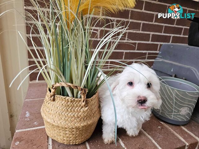 Moodle Puppy