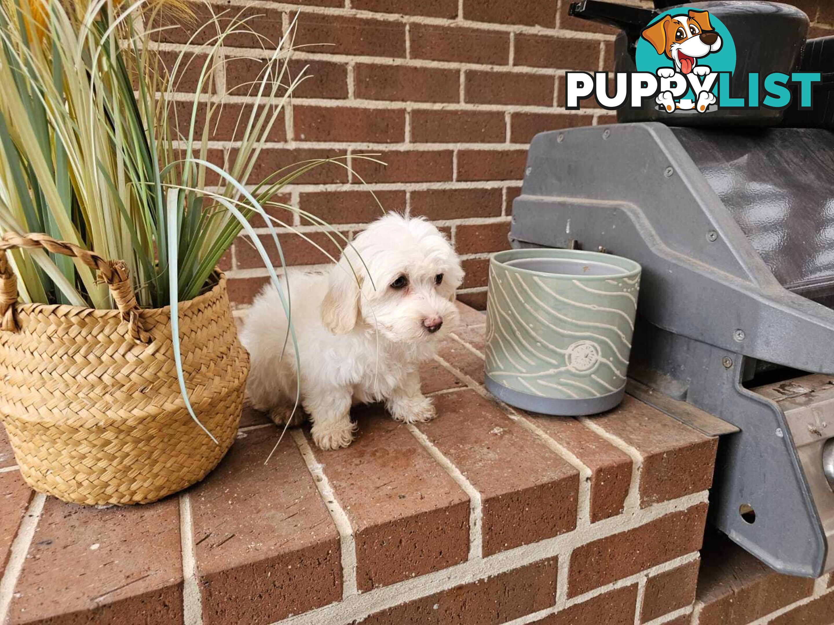 Moodle Puppy
