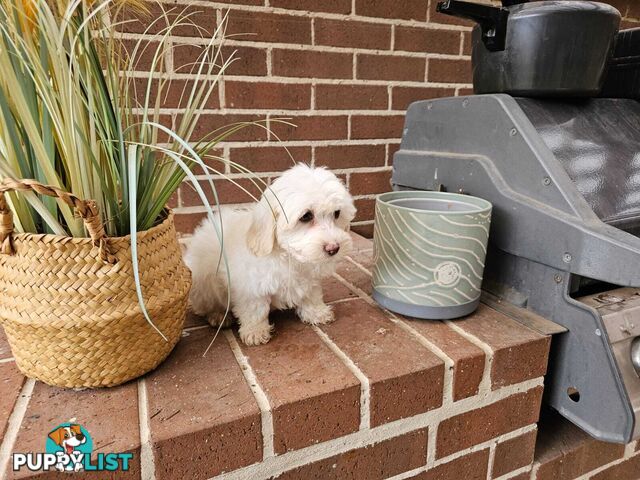 Moodle Puppy