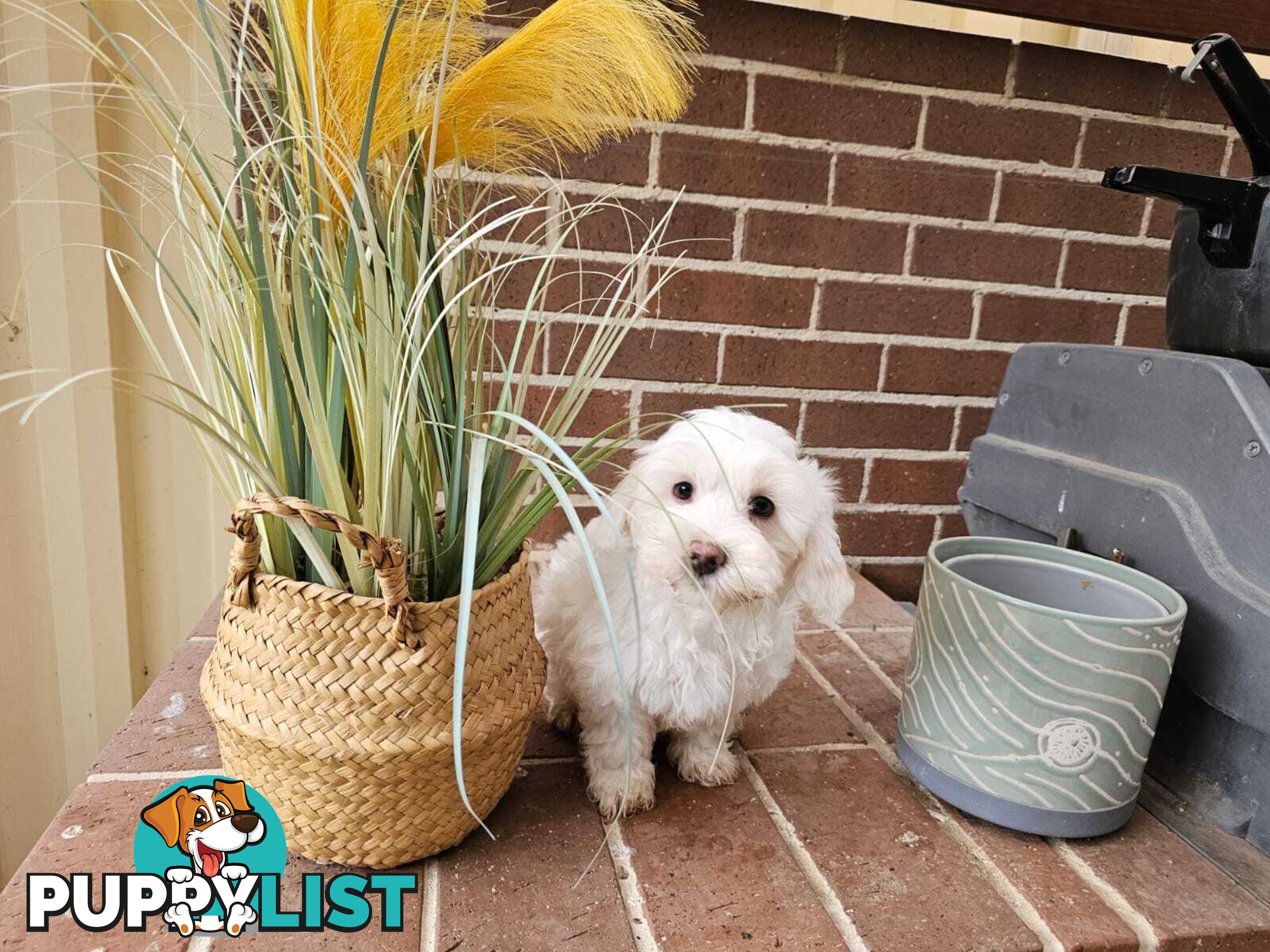 Moodle Puppy