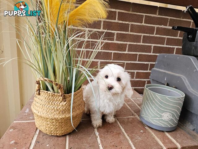 Moodle Puppy