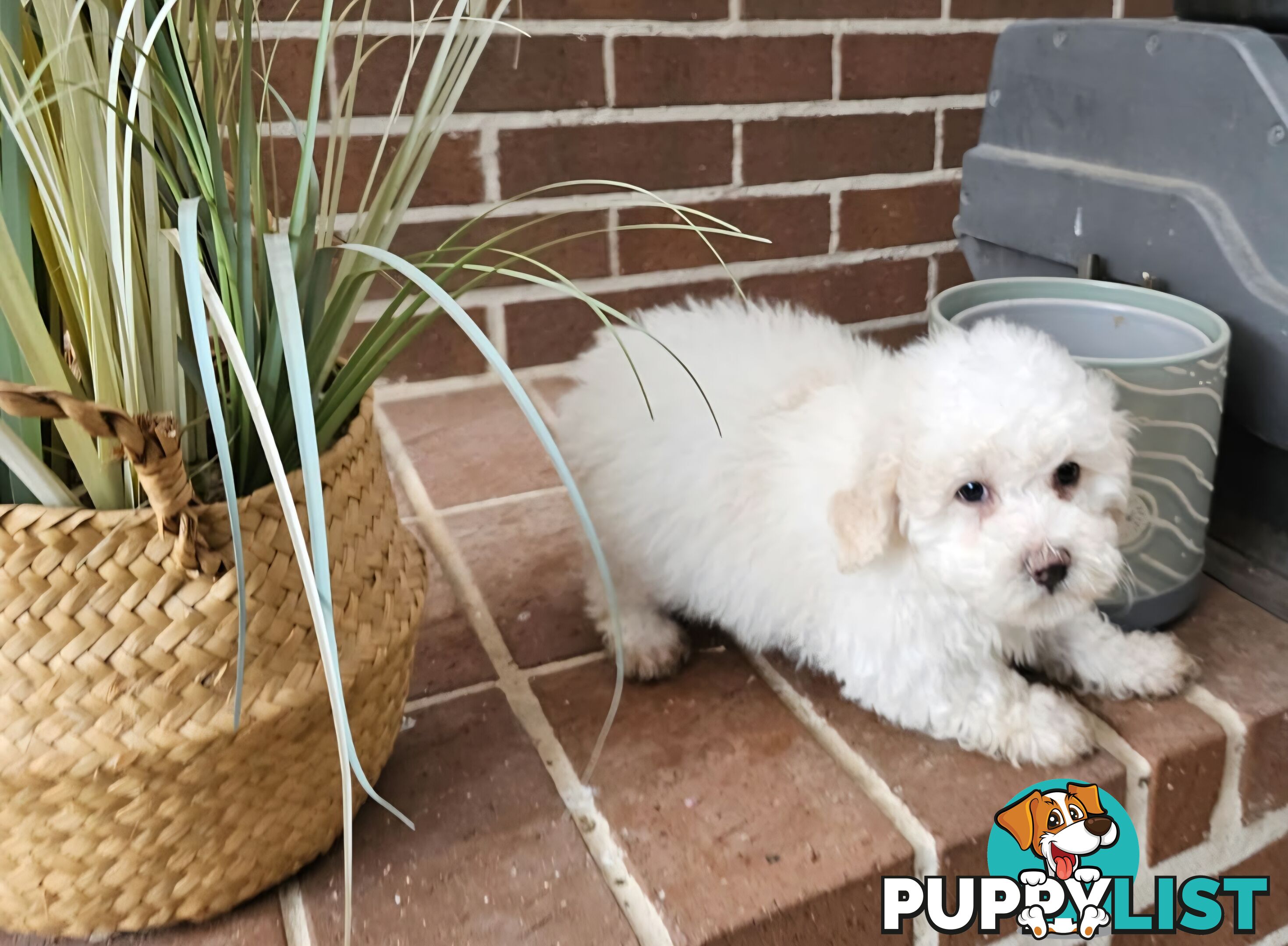 Moodle Puppy