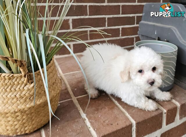 Moodle Puppy