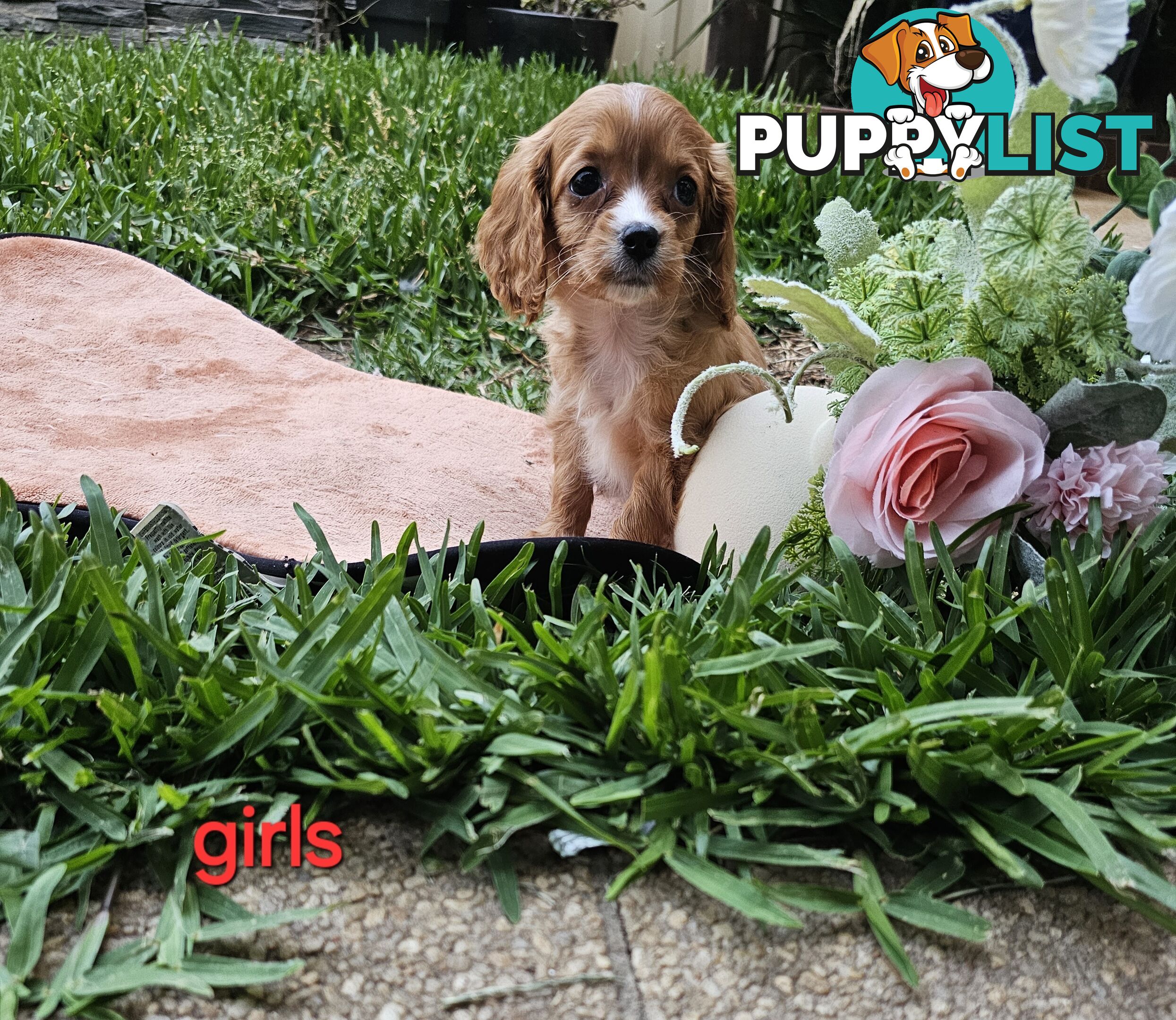 Cute Cavoodle puppy