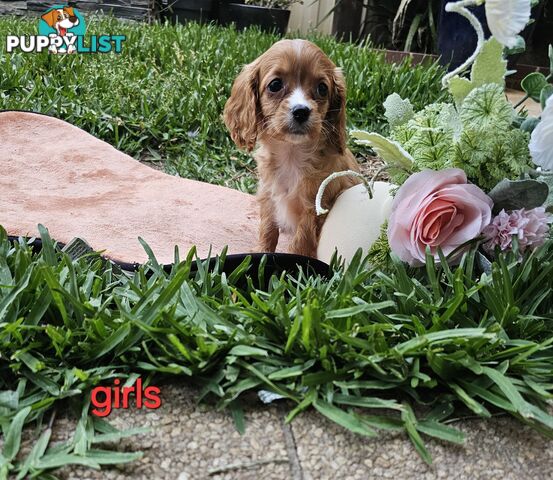 Cute Cavoodle puppy