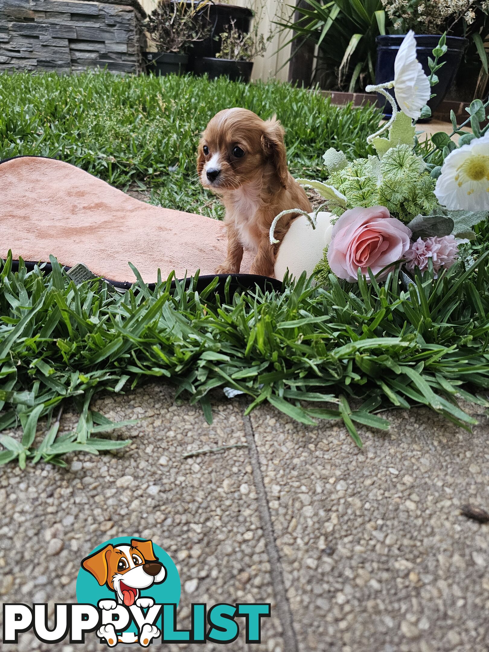 Cute Cavoodle puppy