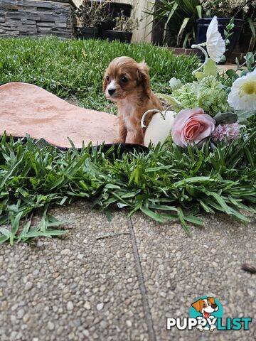 Cute Cavoodle puppy