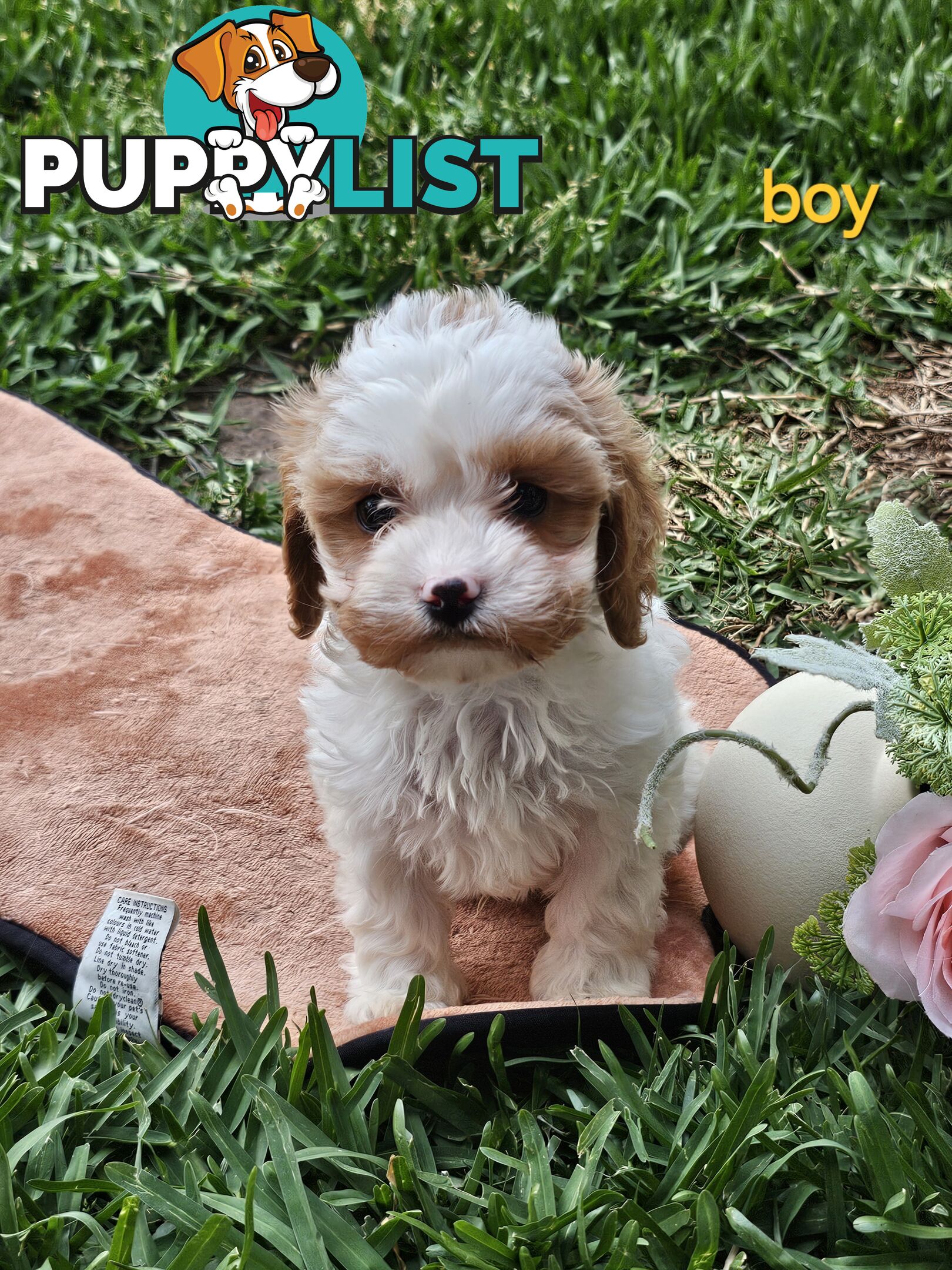 Cute Cavoodle puppy