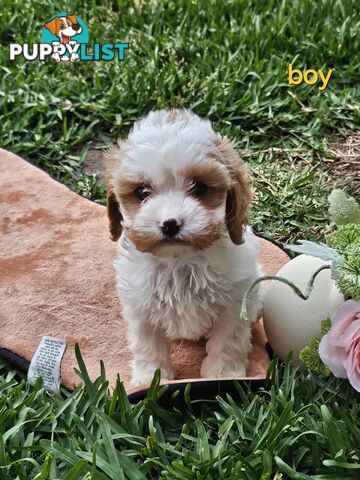 Cute Cavoodle puppy