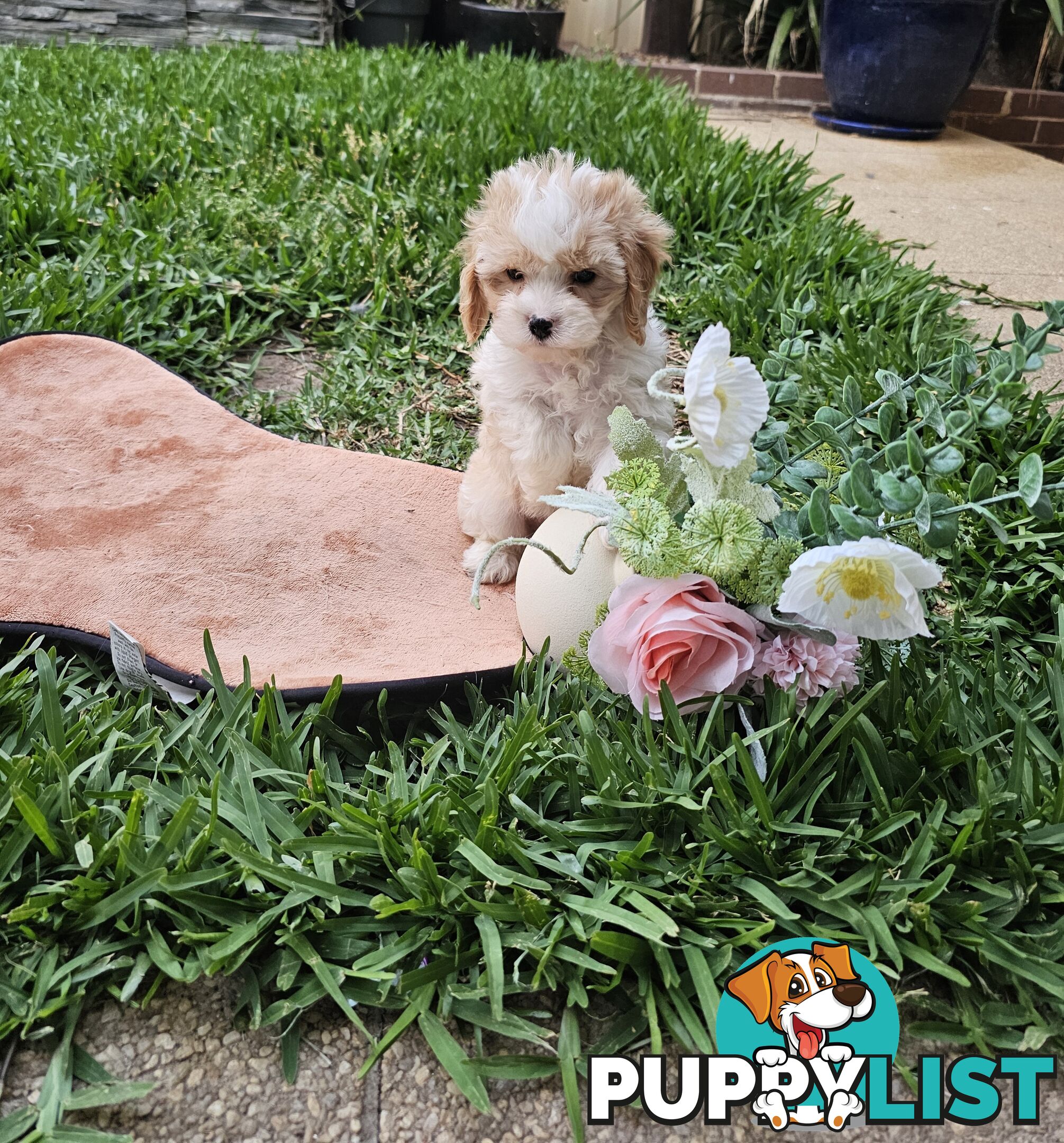 Cute Cavoodle puppy