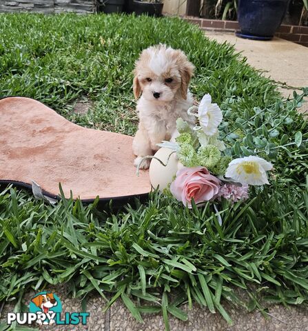 Cute Cavoodle puppy