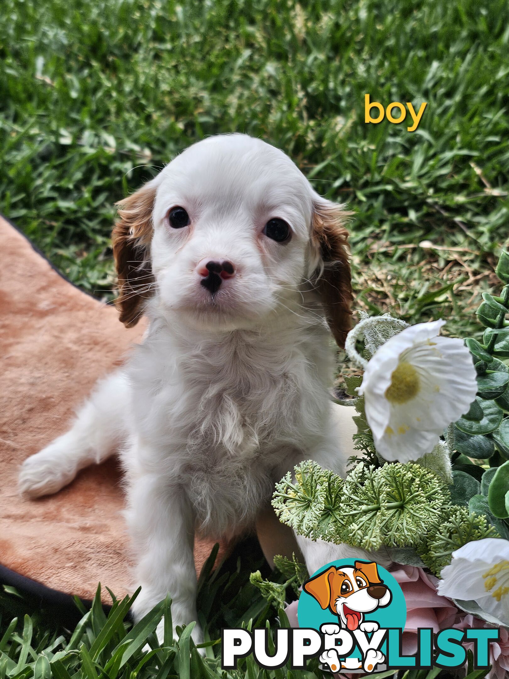 Cute Cavoodle puppy