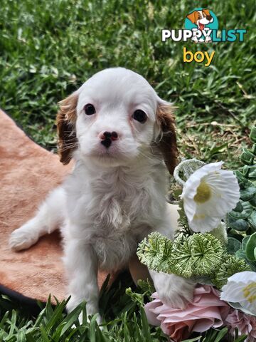 Cute Cavoodle puppy