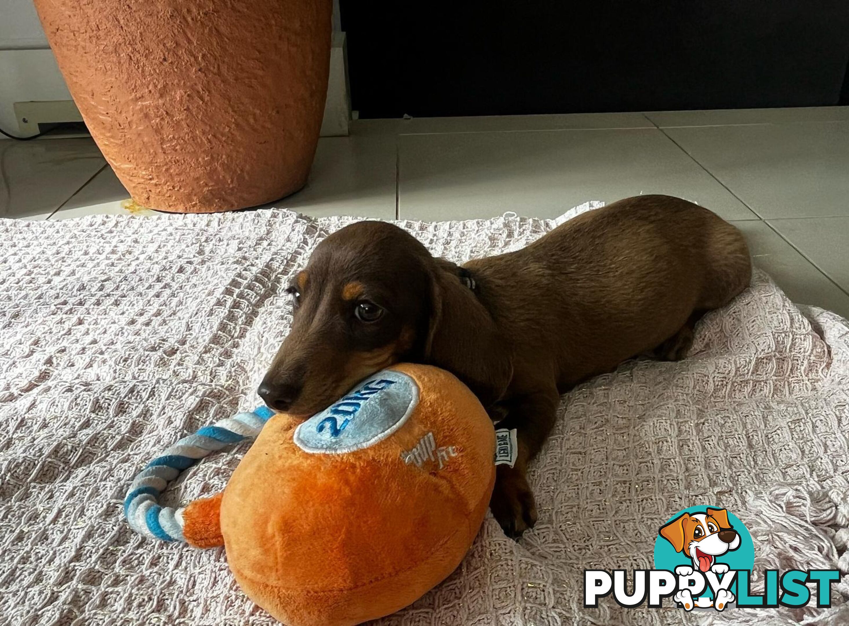 Miniature Dachshund puppy