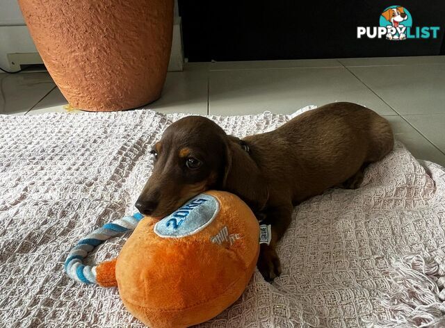 Miniature Dachshund puppy