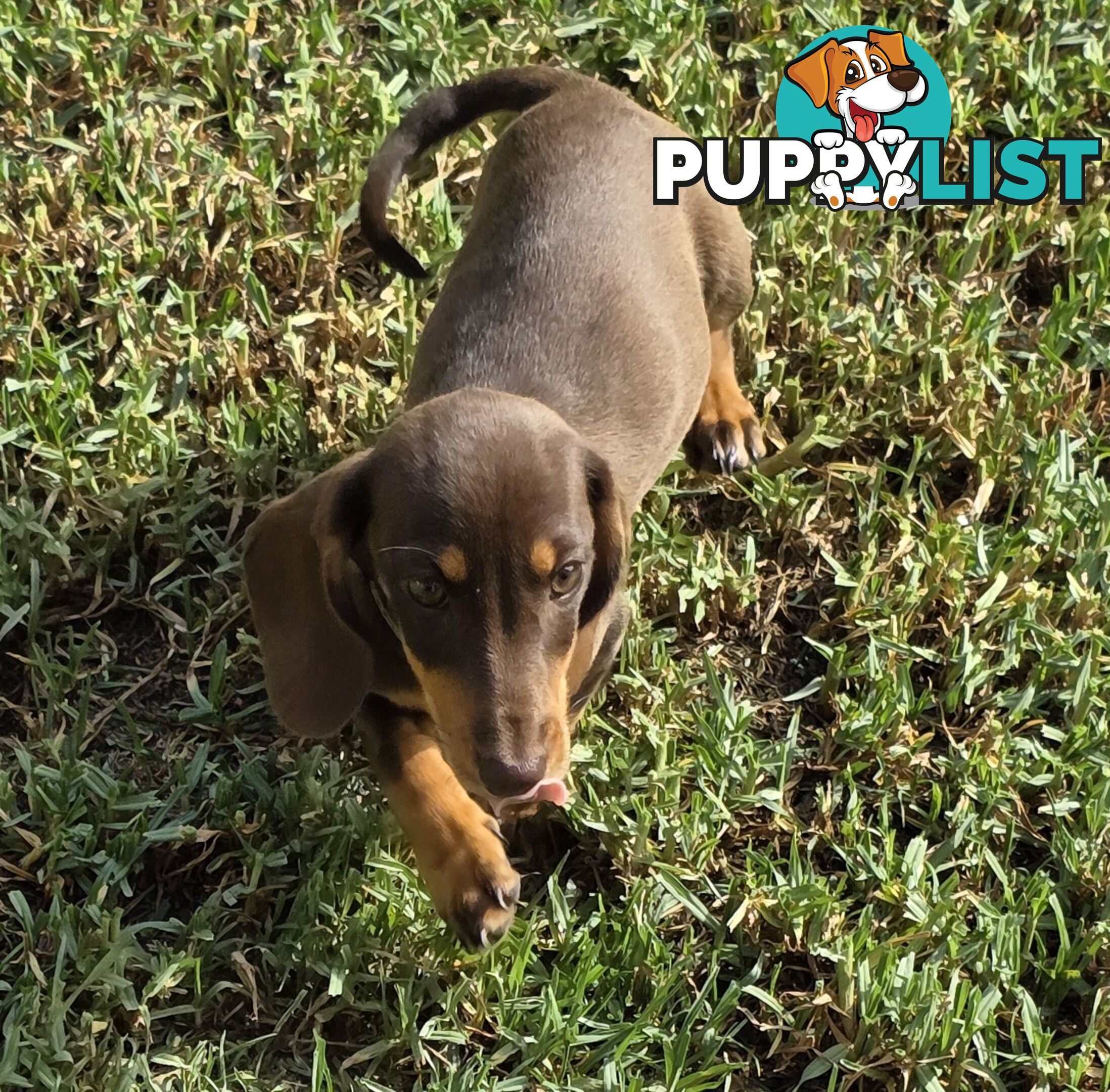 Miniature Dachshund puppy