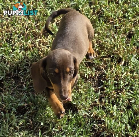 Miniature Dachshund puppy