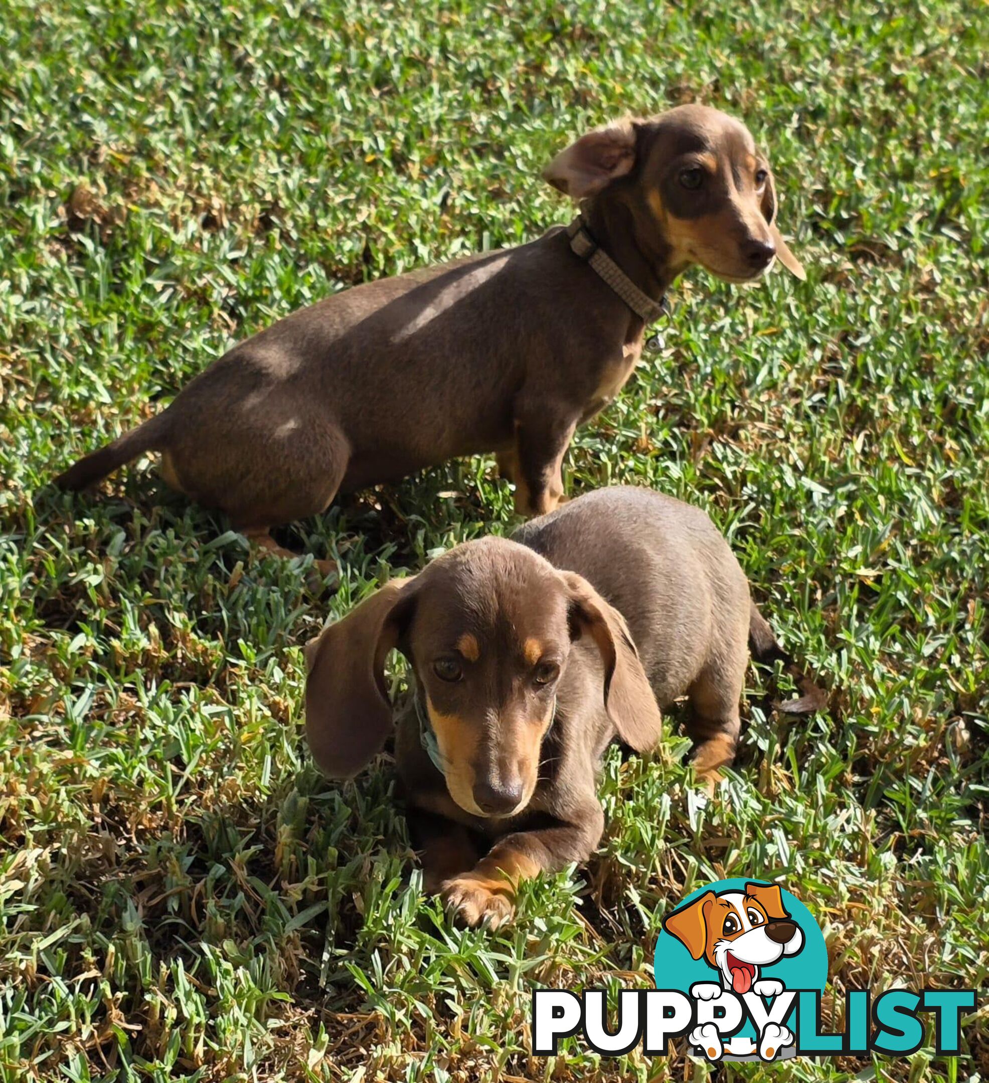 Miniature Dachshund puppy