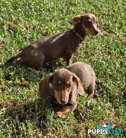 Miniature Dachshund puppy