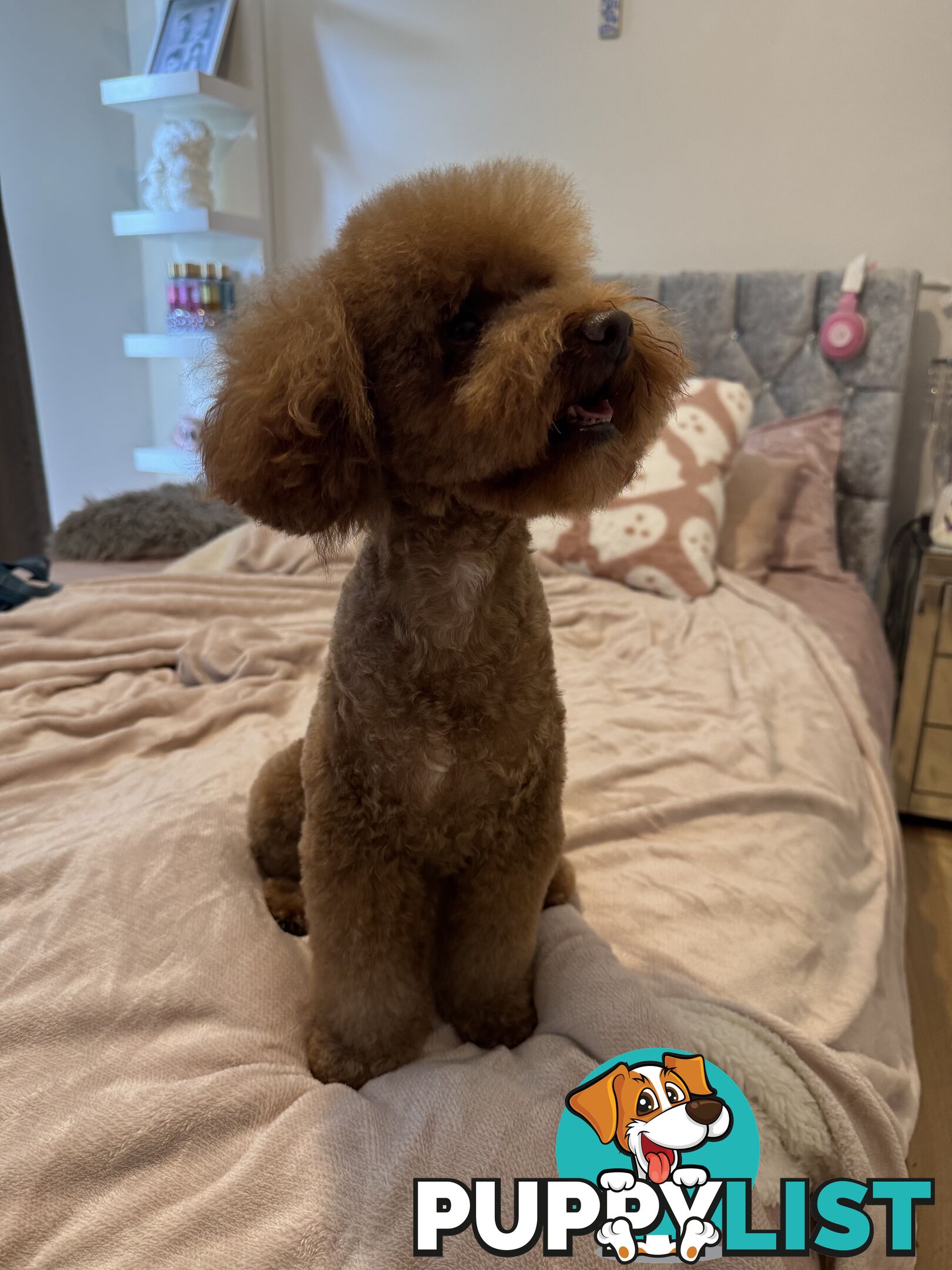 Toy poodle stud services