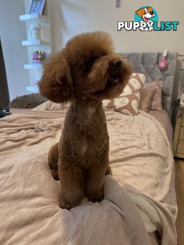 Toy poodle stud services