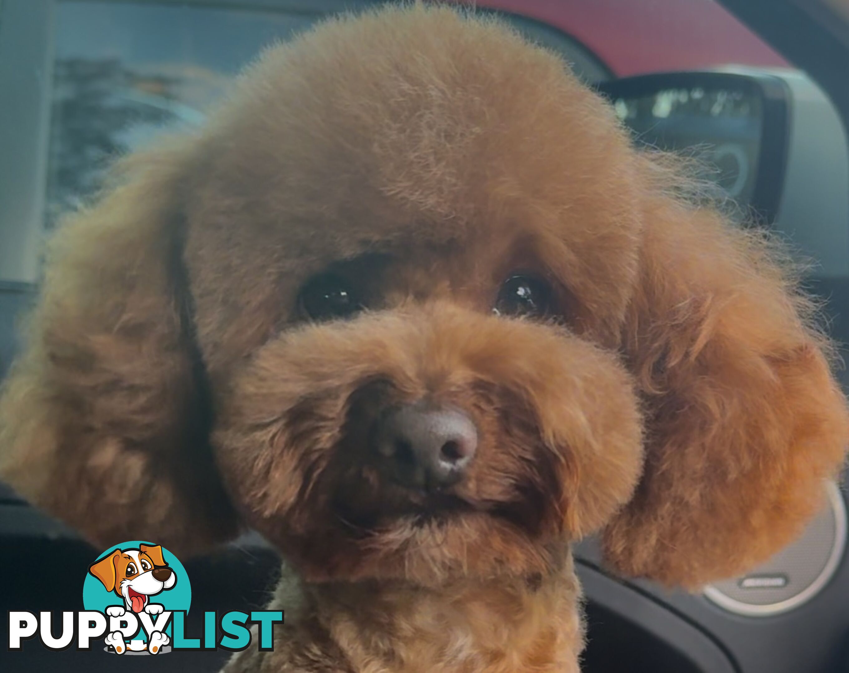 Toy poodle stud services