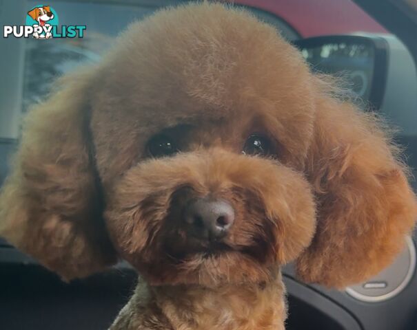 Toy poodle stud services