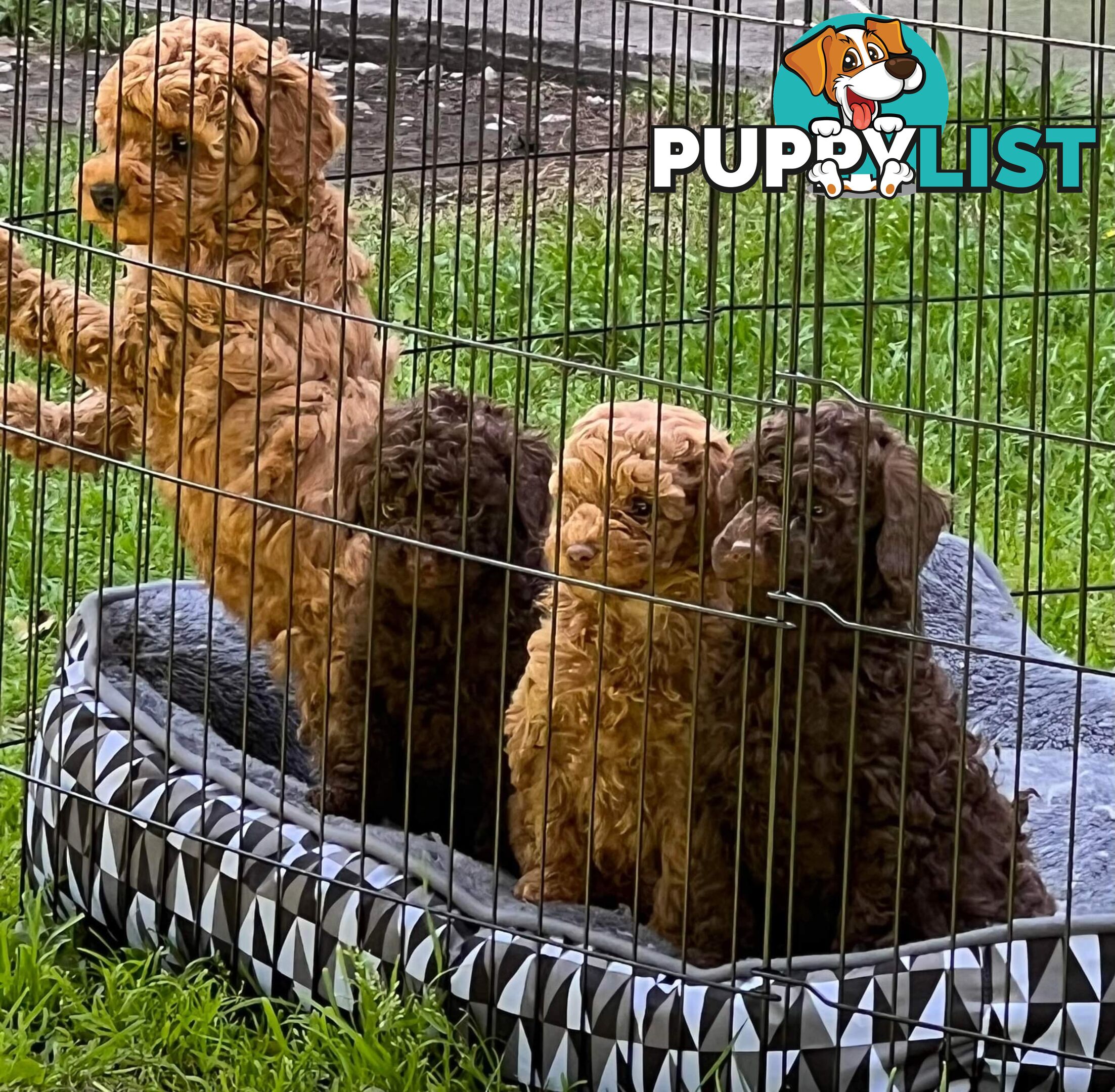 Toy poodle stud DNA/PRA CLEAR