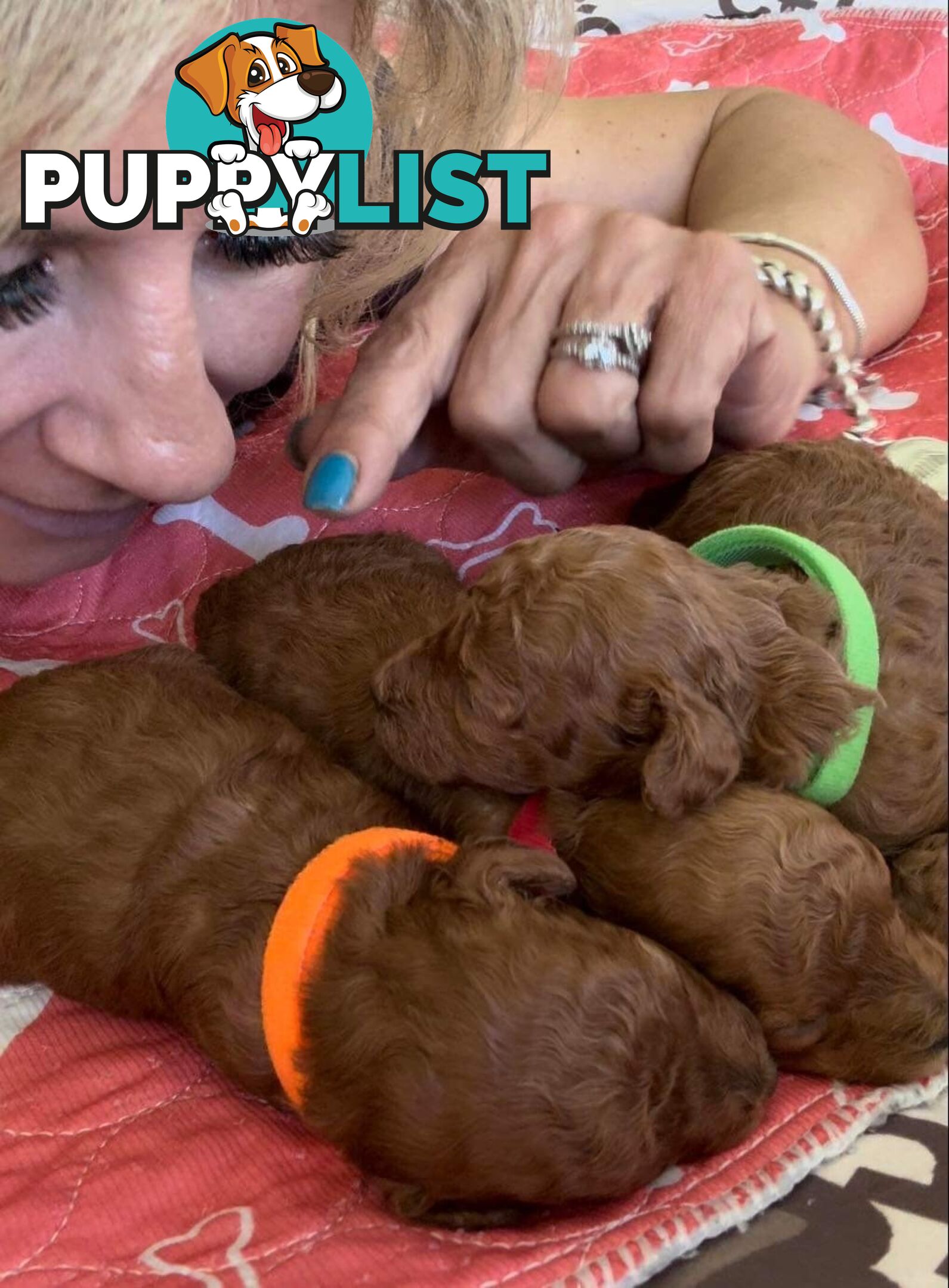 Toy poodle stud DNA/PRA CLEAR