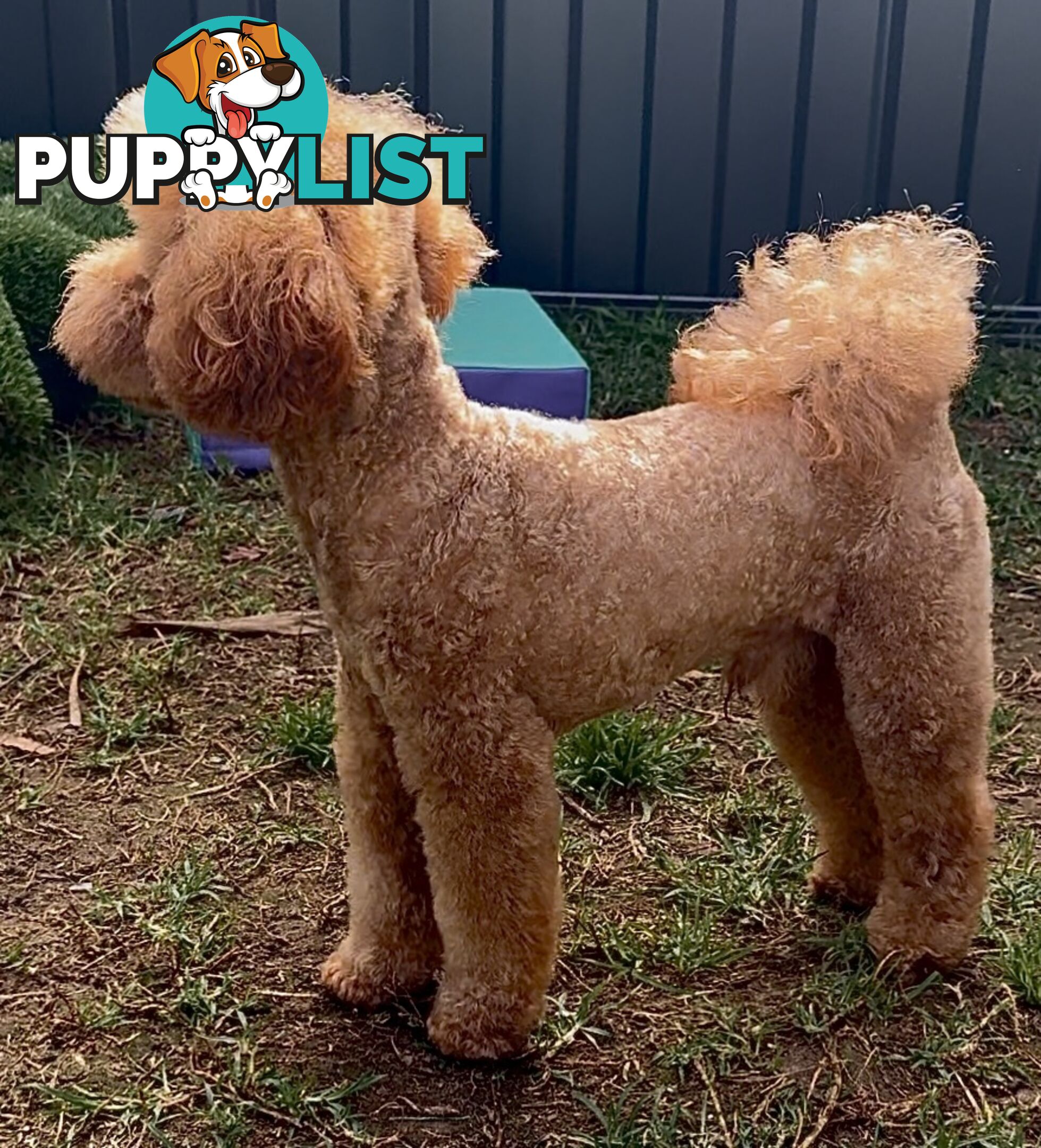 Toy poodle stud DNA/PRA CLEAR