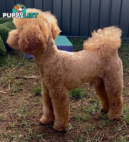 Toy poodle stud DNA/PRA CLEAR