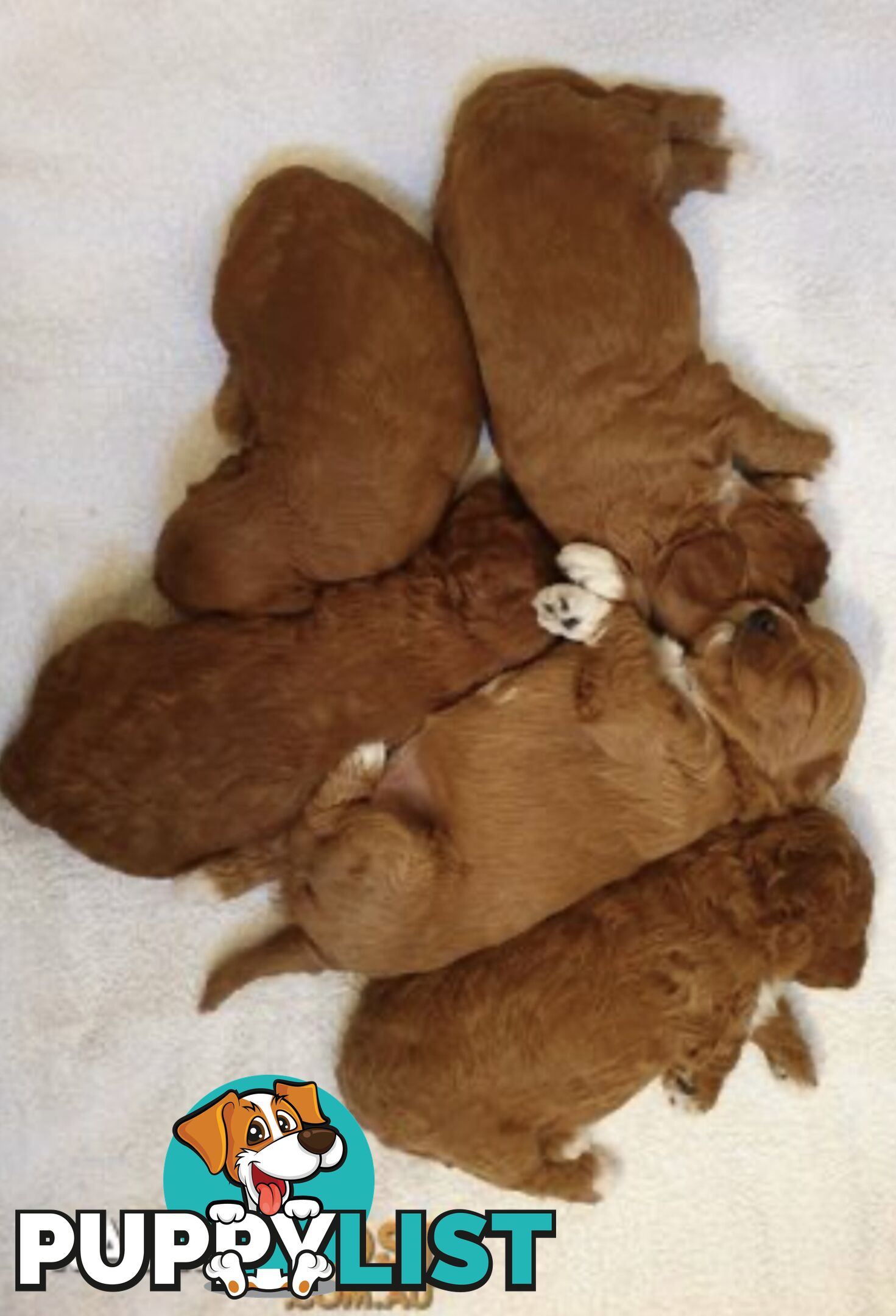 Toy poodle stud DNA/PRA CLEAR