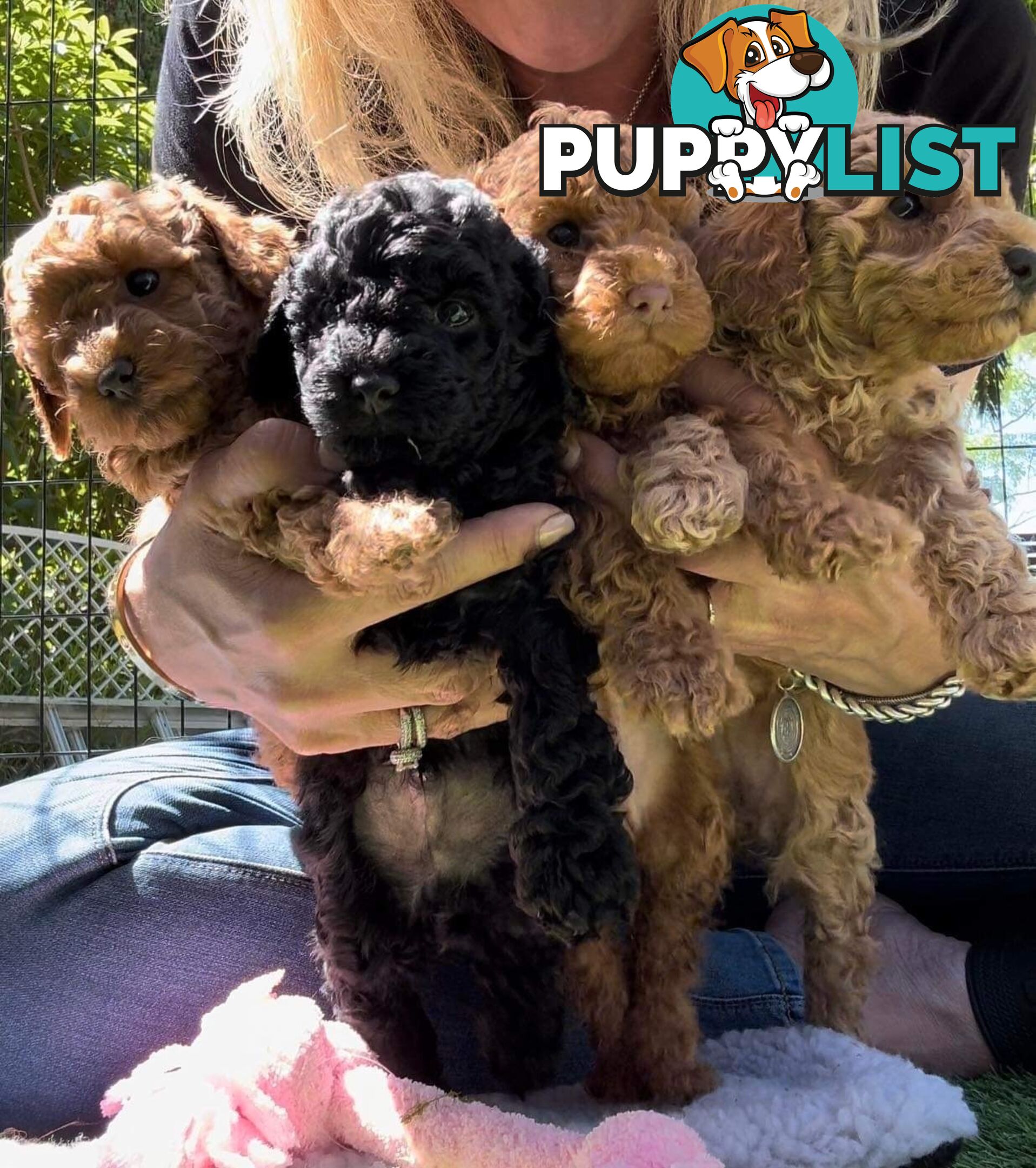 Toy poodle stud DNA/PRA CLEAR