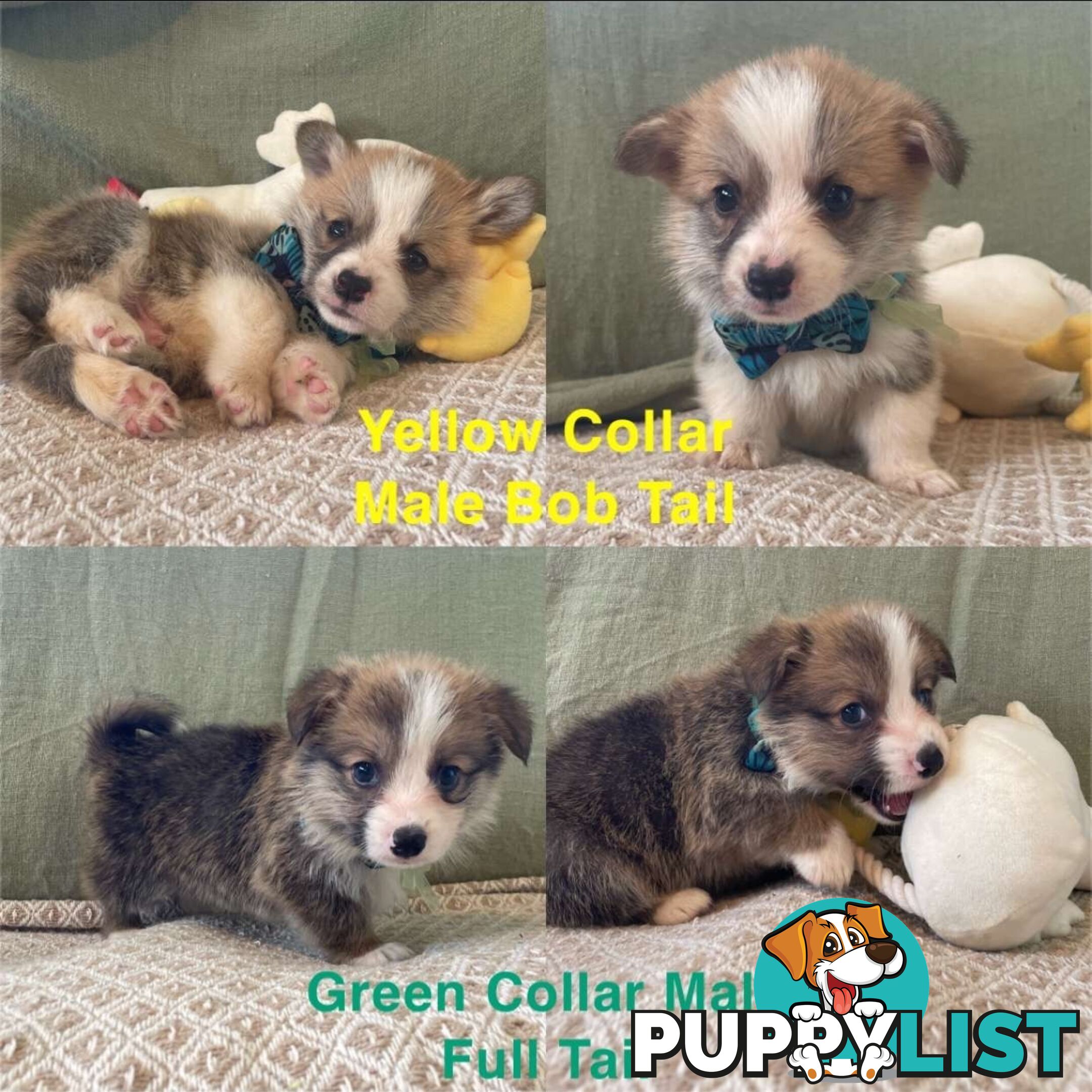 Pembroke Welsh Corgi Puppies