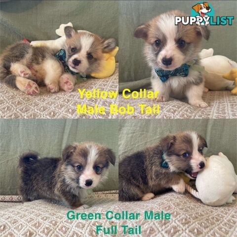 Pembroke Welsh Corgi Puppies