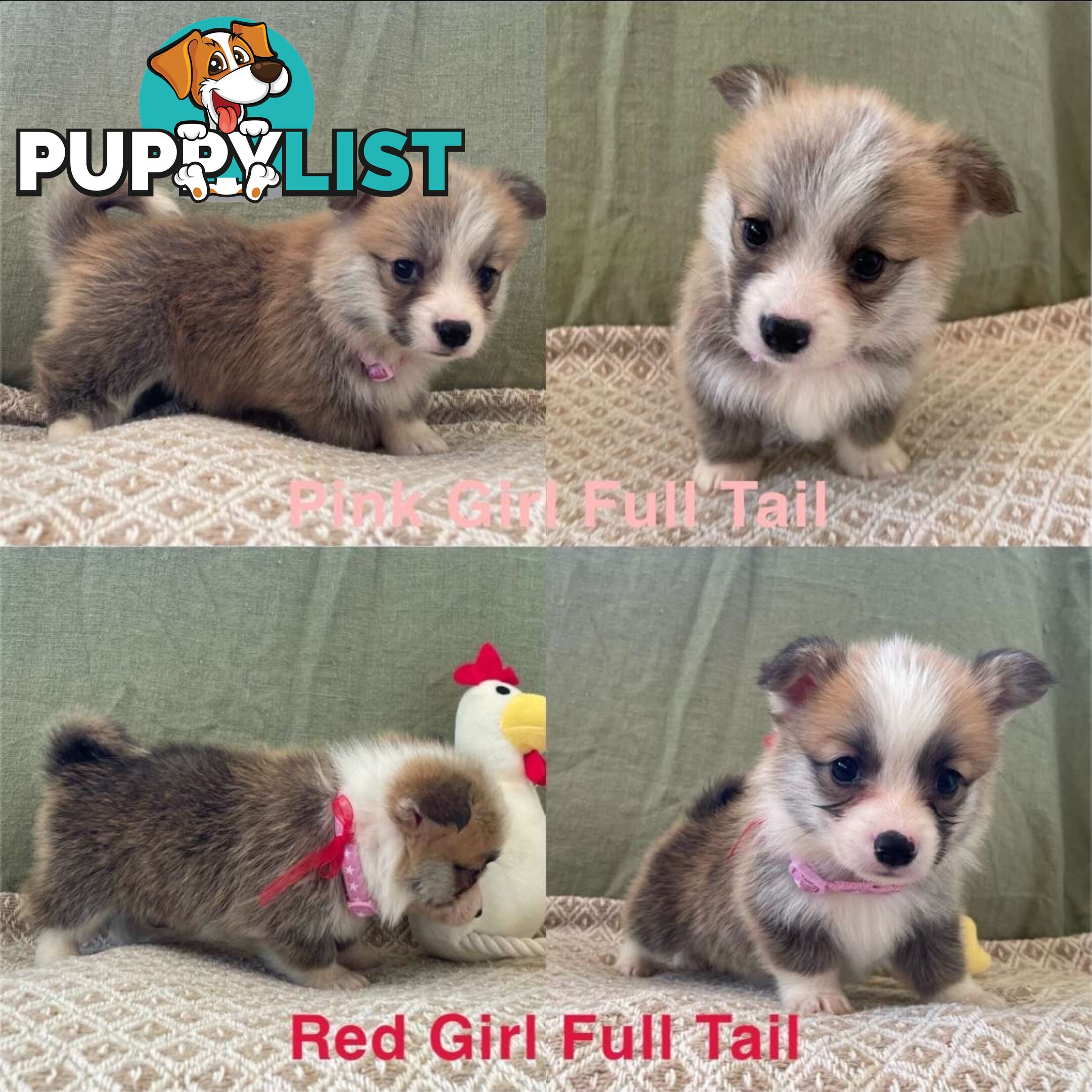 Pembroke Welsh Corgi Puppies