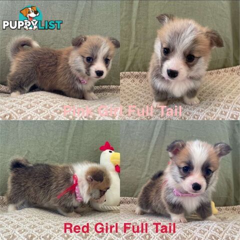 Pembroke Welsh Corgi Puppies