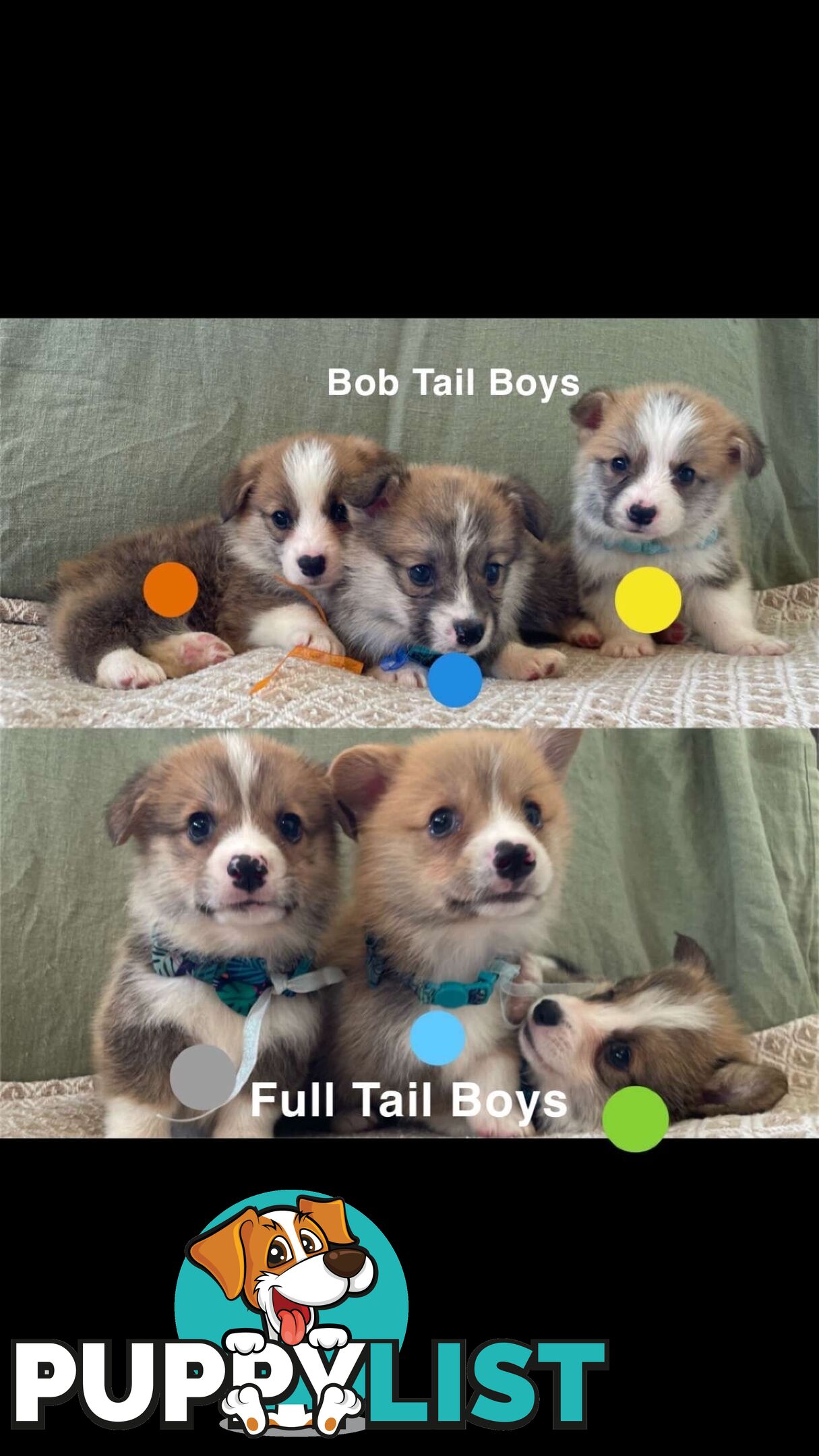 Pembroke Welsh Corgi Puppies