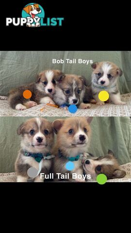 Pembroke Welsh Corgi Puppies