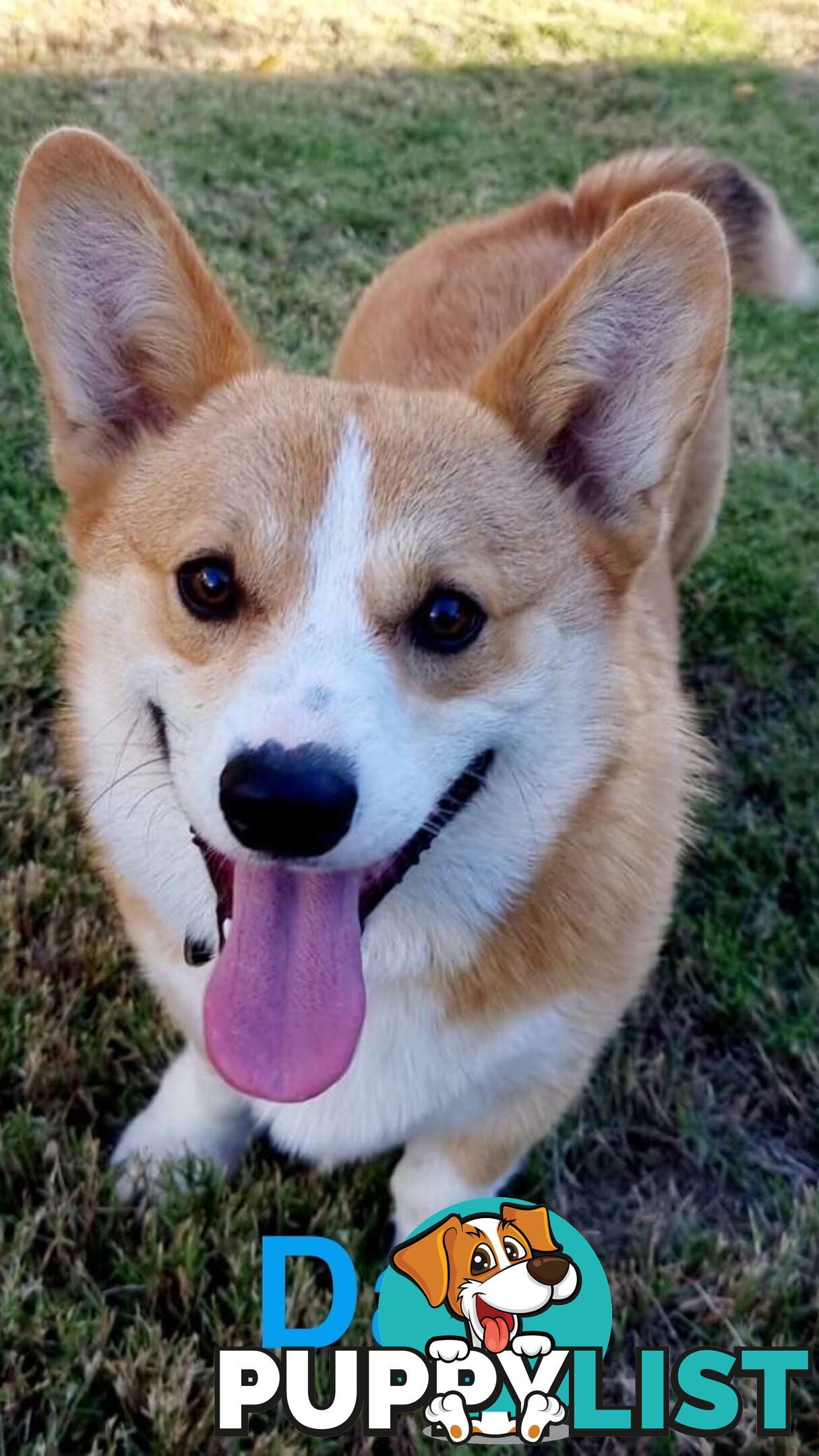 Pembroke Welsh Corgi Puppies