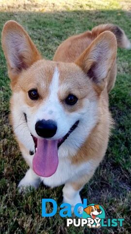 Pembroke Welsh Corgi Puppies