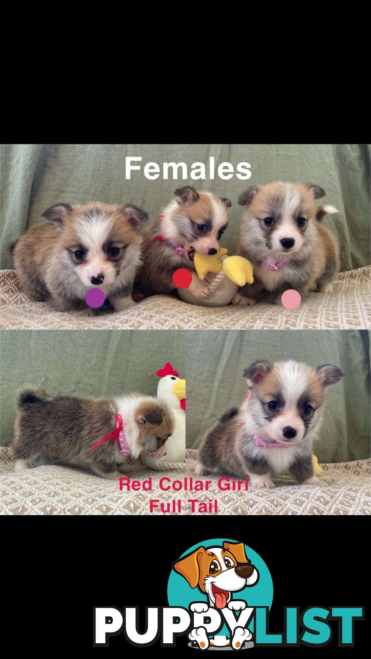 Pembroke Welsh Corgi Puppies