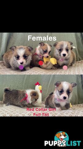 Pembroke Welsh Corgi Puppies